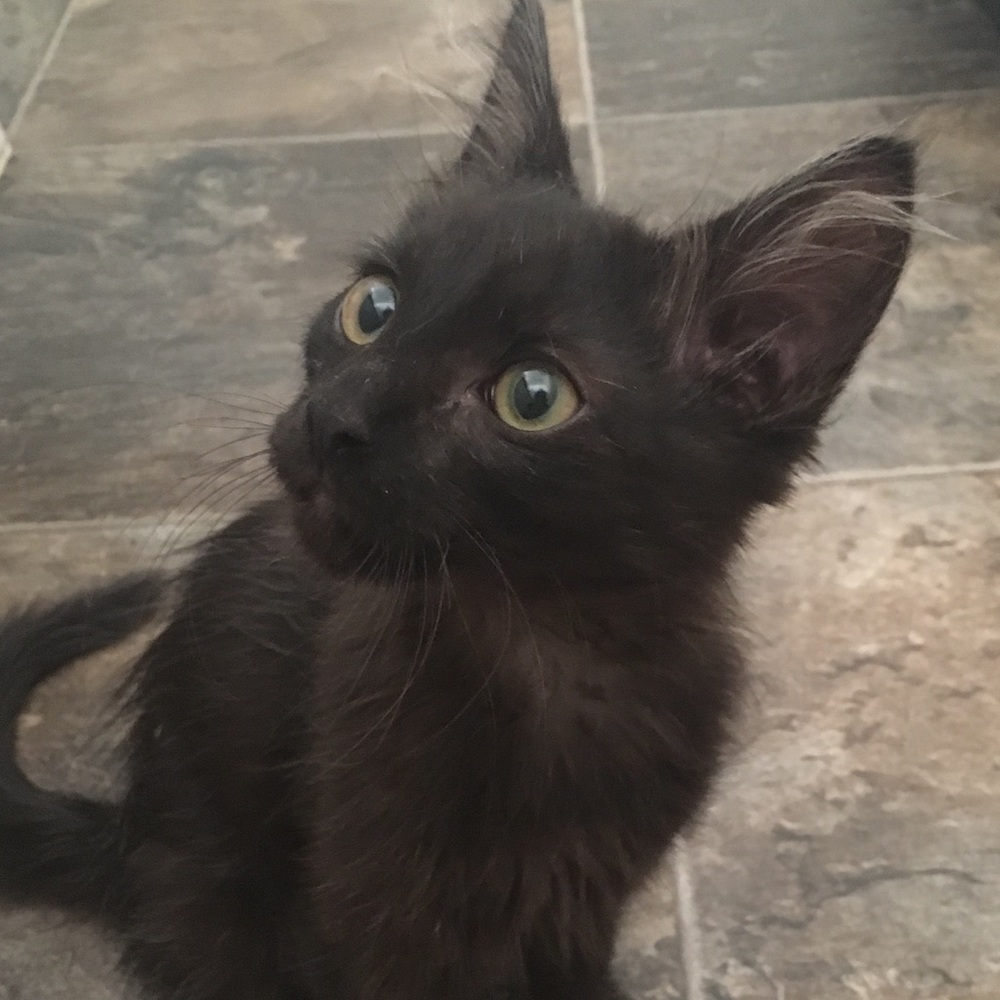 Meet your Posher, Alana